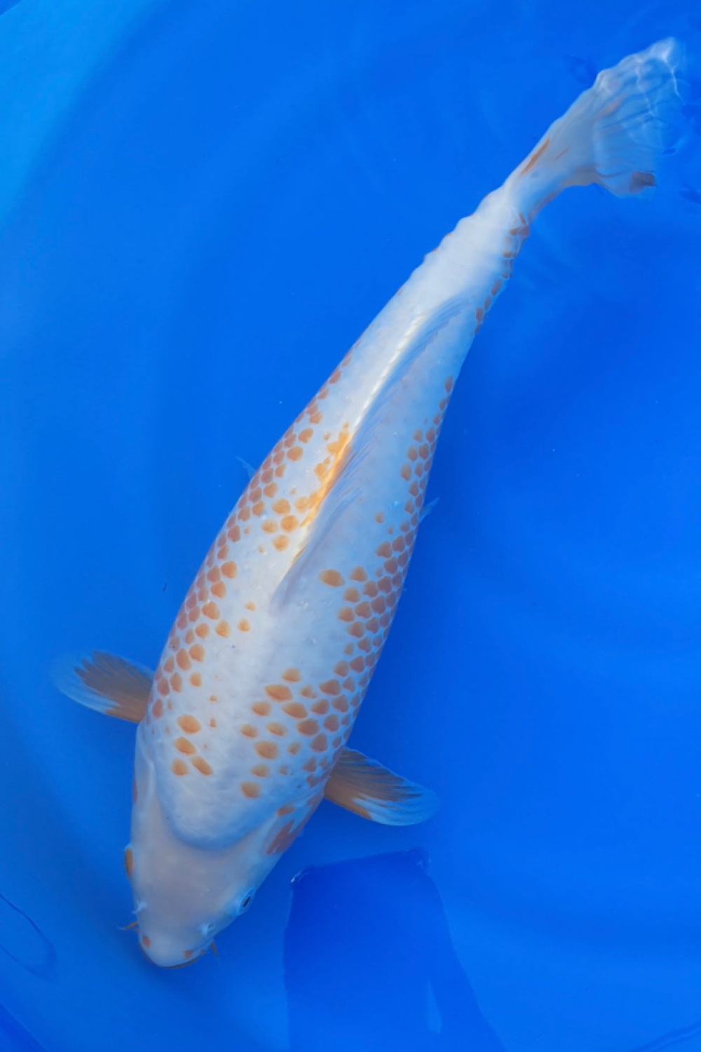 Juara 1