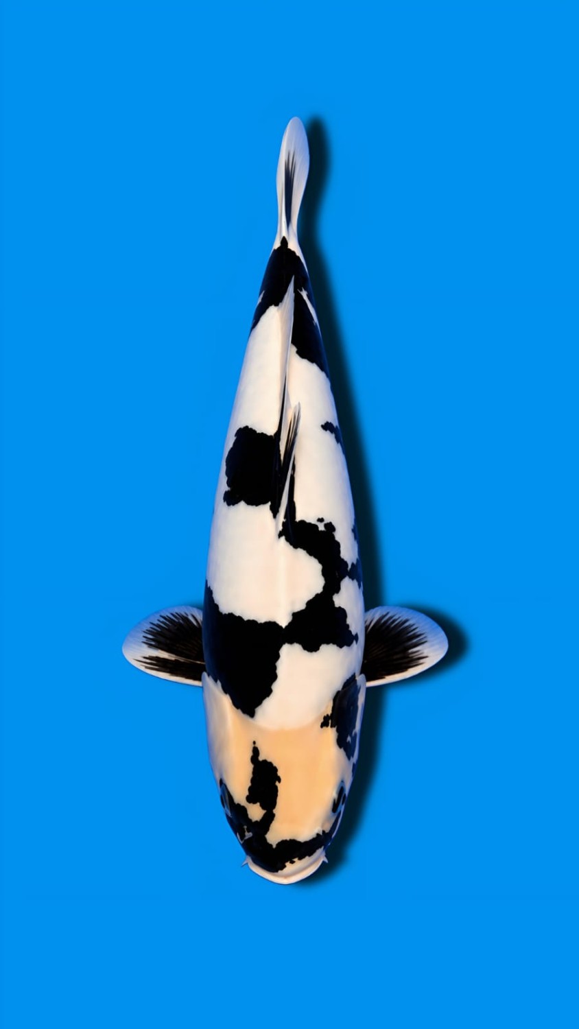 Juara 1