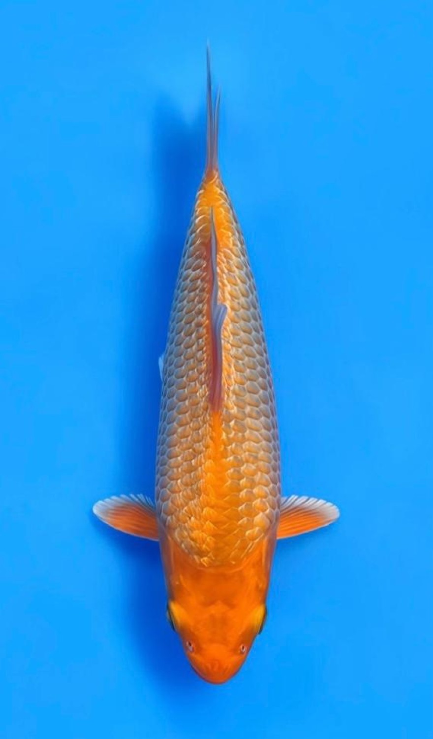 Juara 4