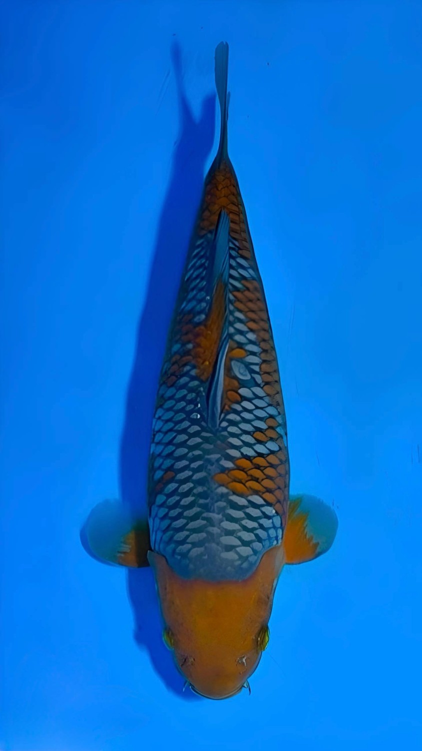 Juara 1