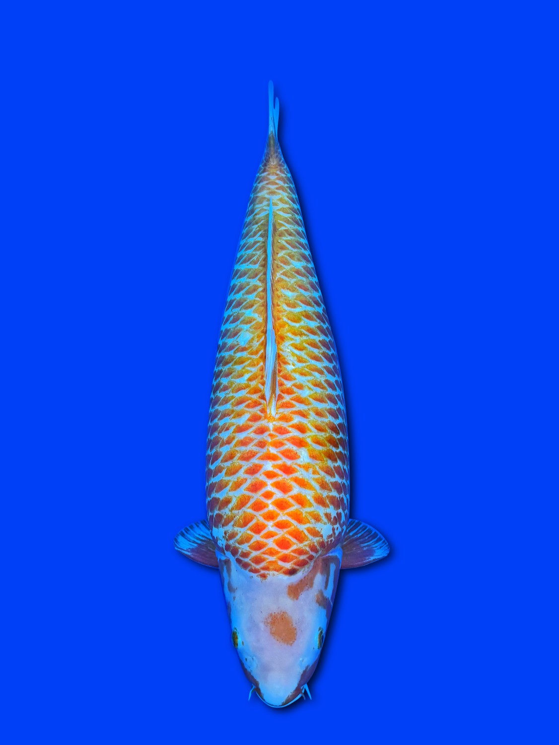 Grand Mature Champion C