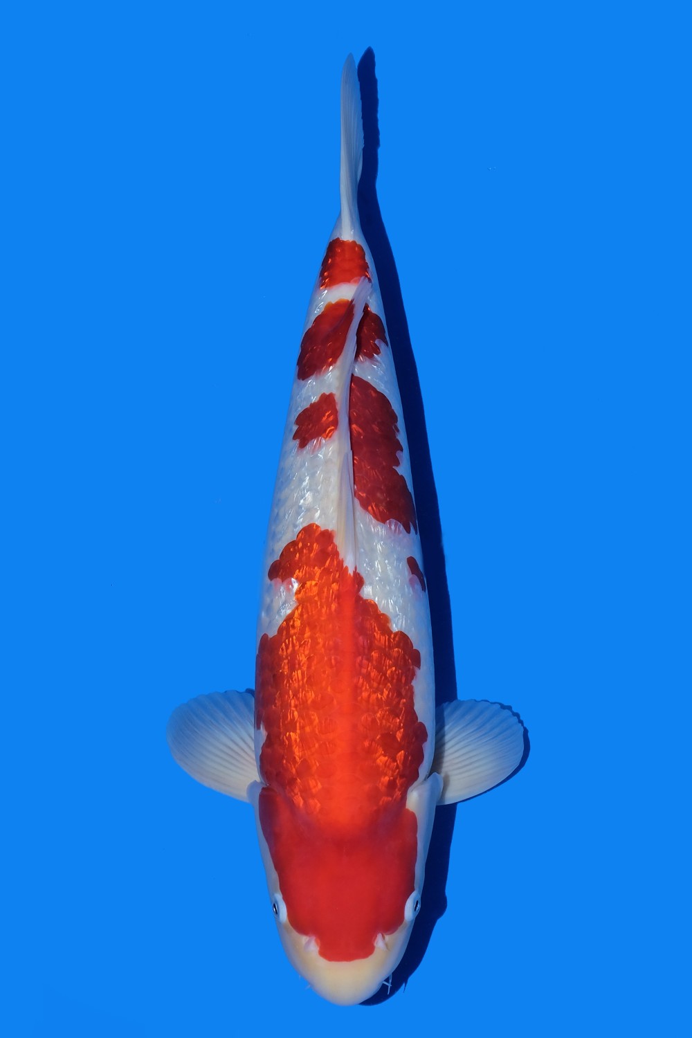 Juara 5