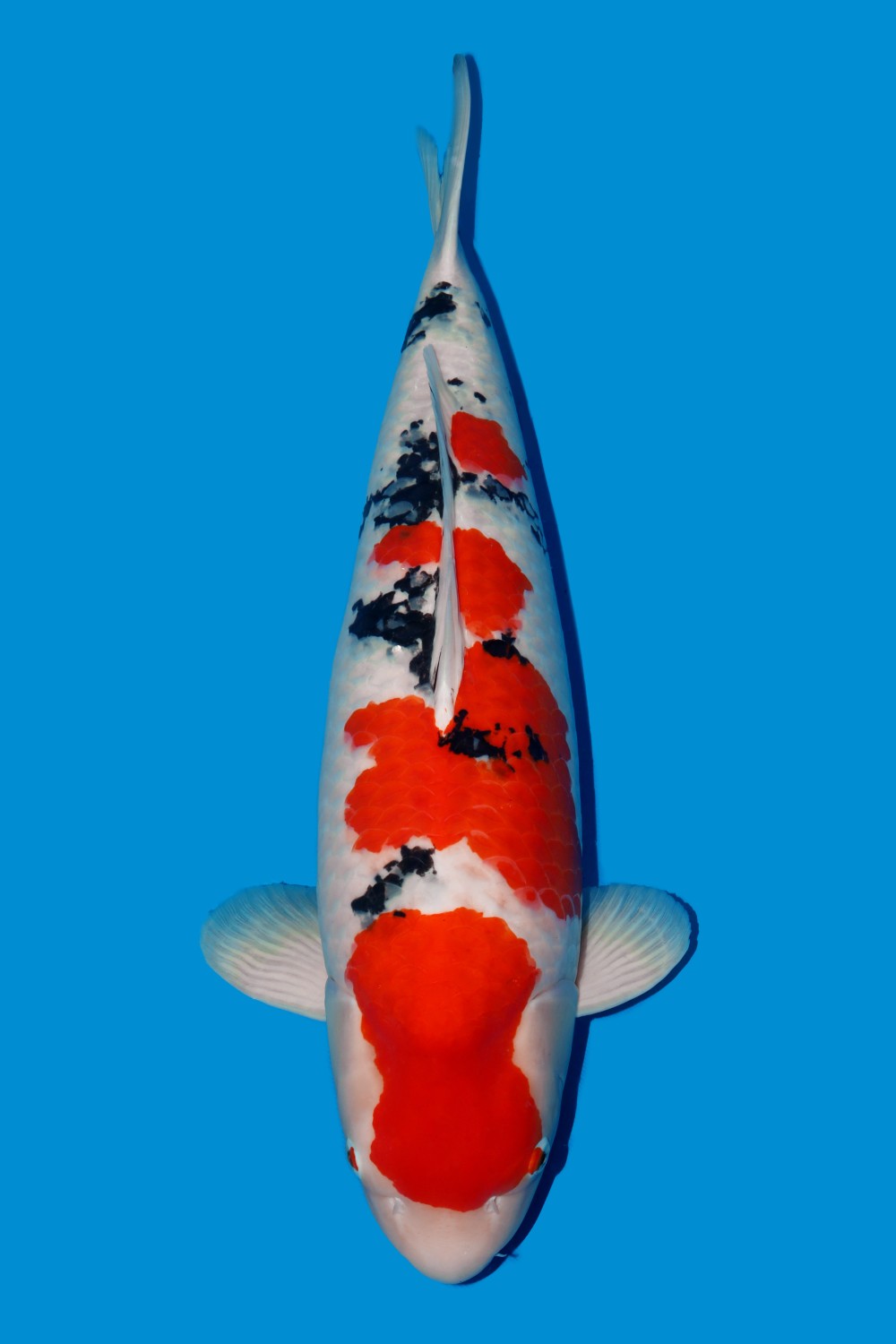 Juara 2