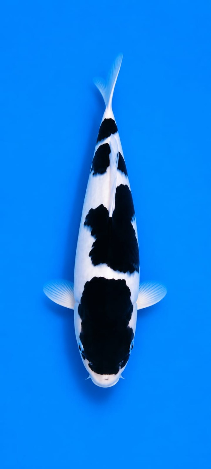 Juara 1