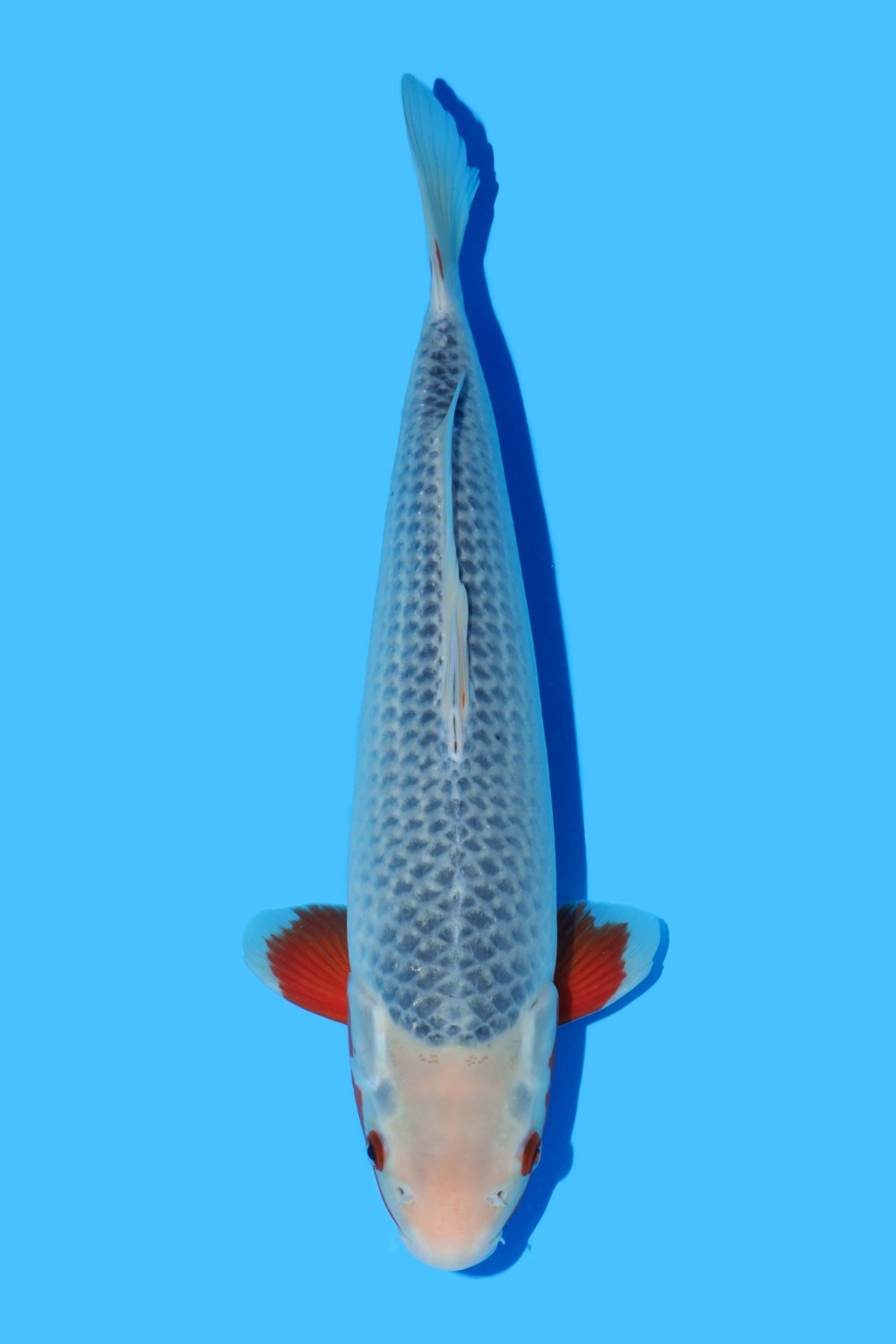 Juara 1