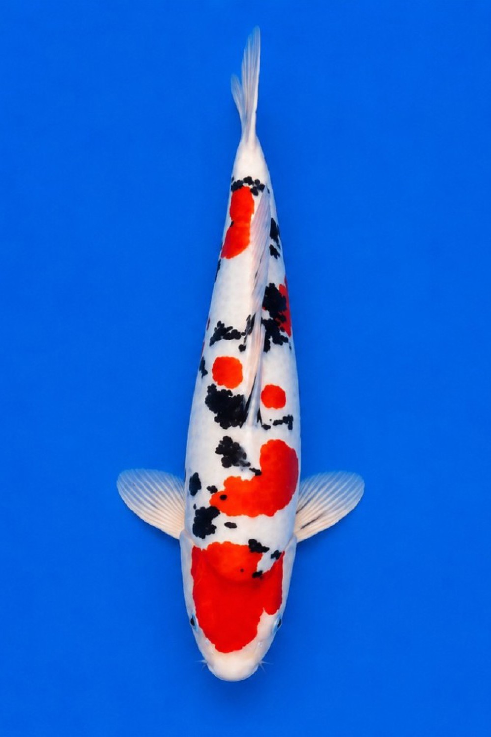 Best In Size C 51 - 55 cm