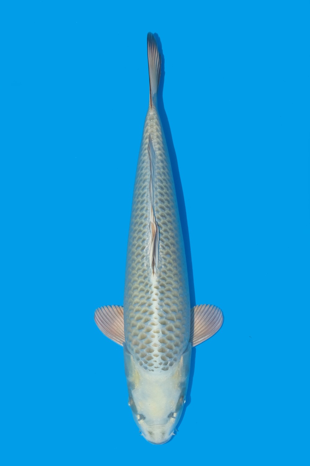 Juara 1