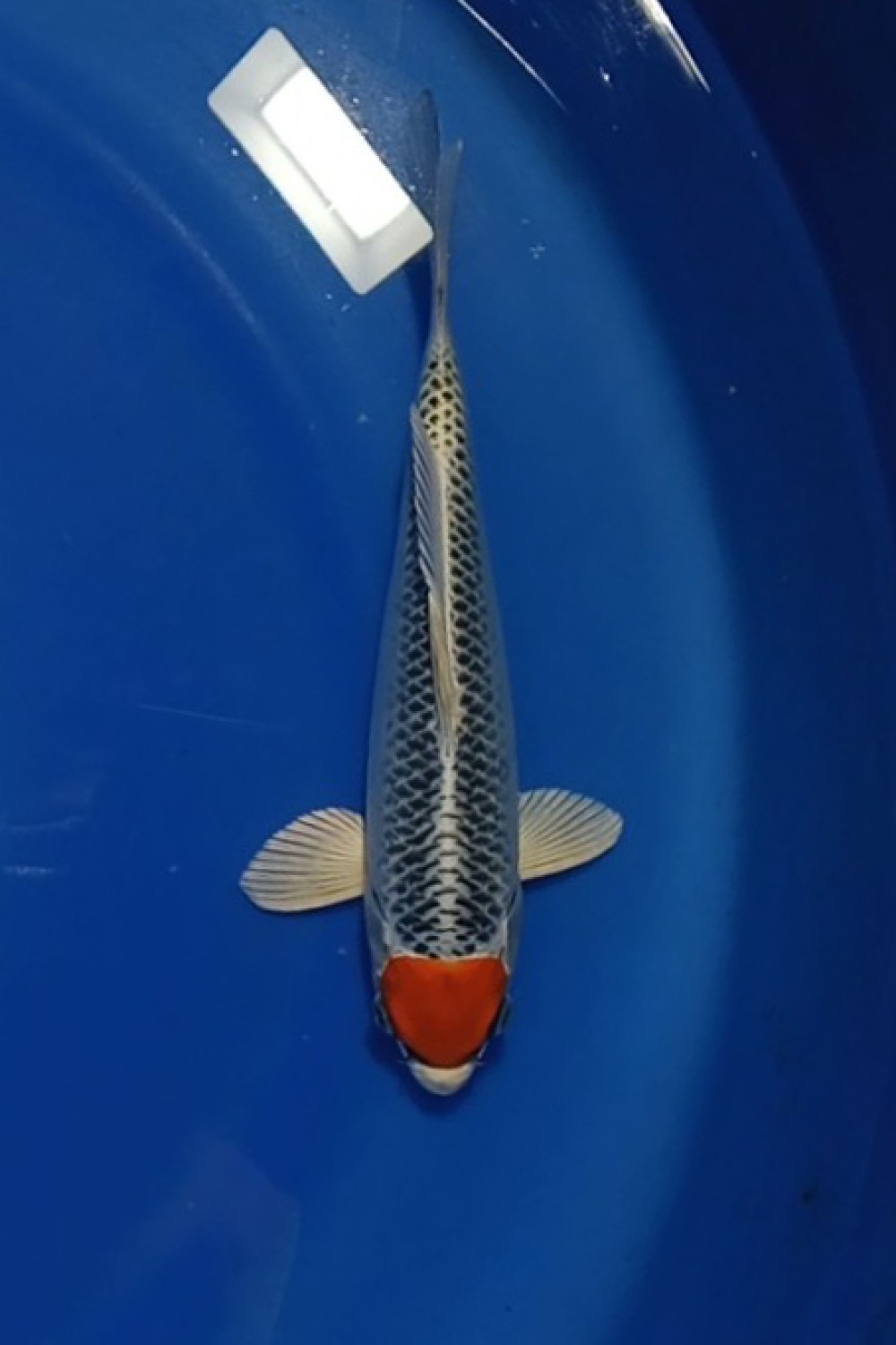 Juara 1