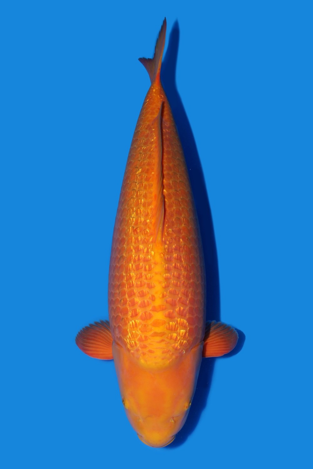 Juara 1