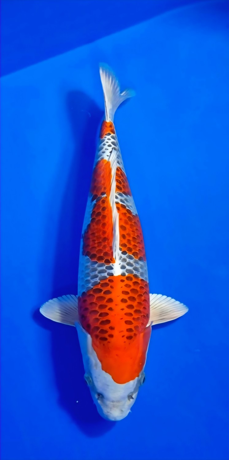 Juara 1