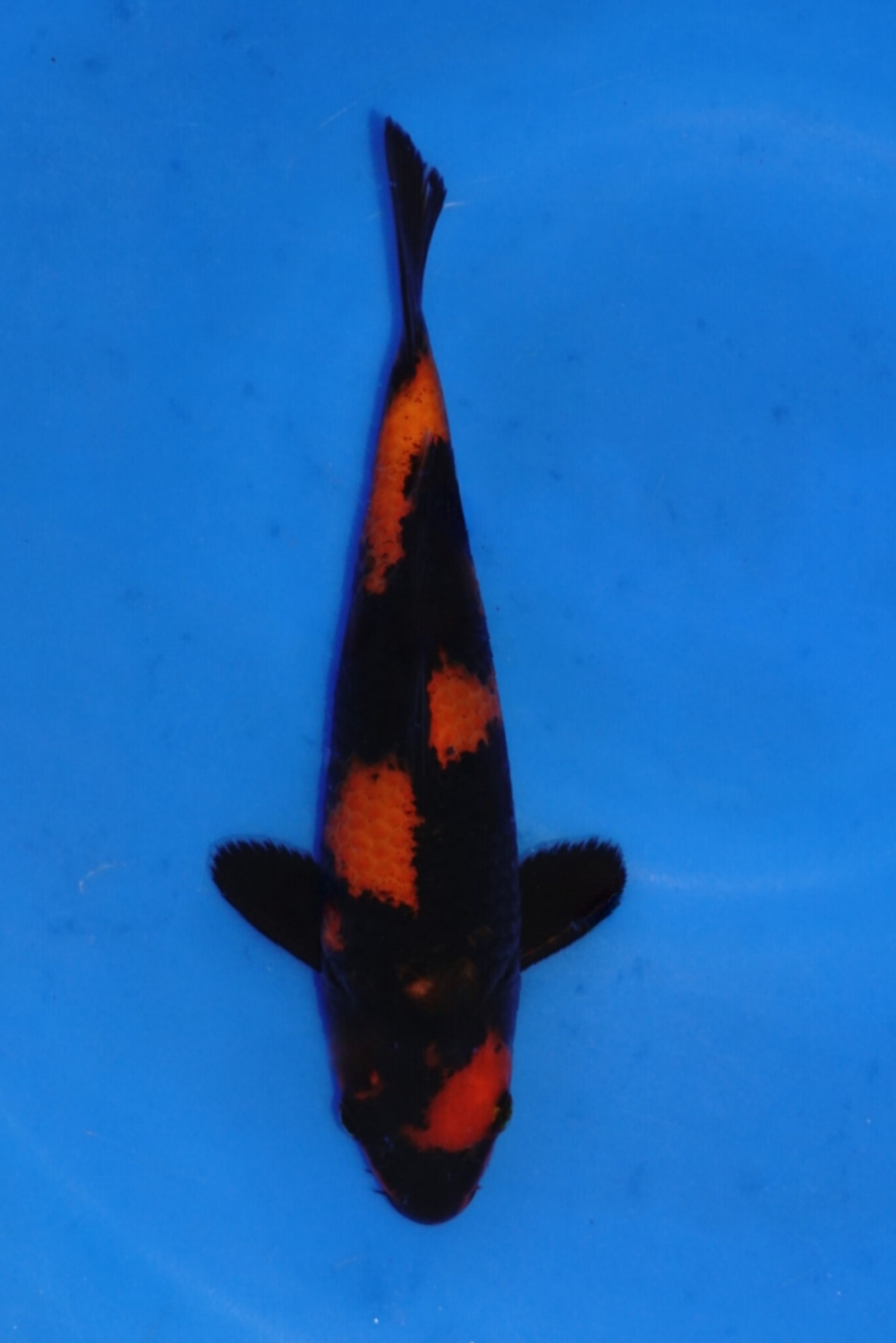 Juara 5