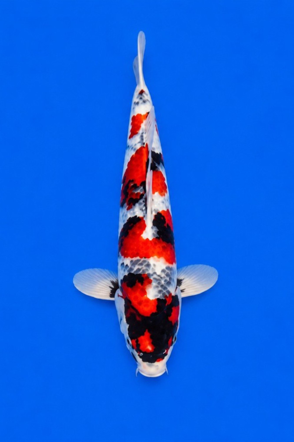 Juara 4