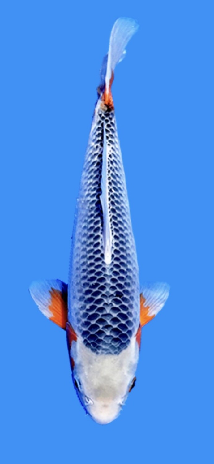Juara 2