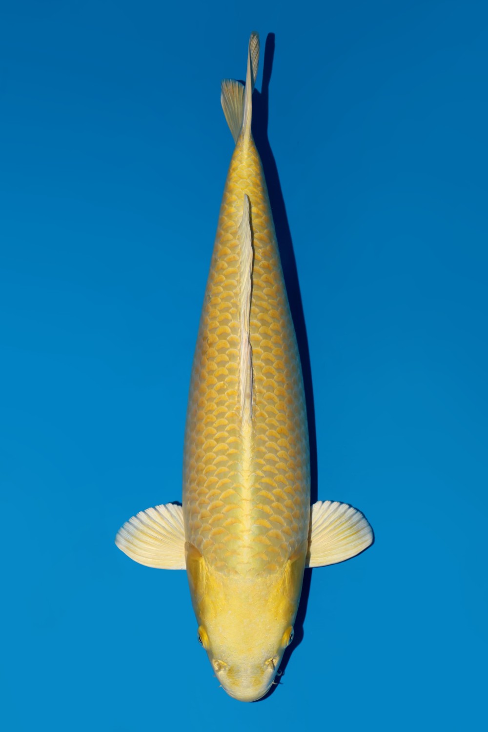 Juara 2