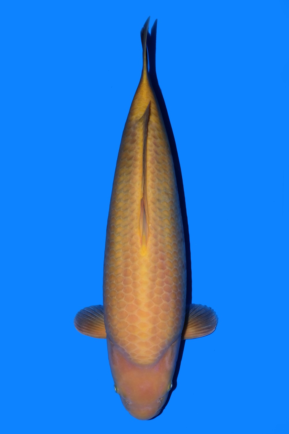 Juara 1