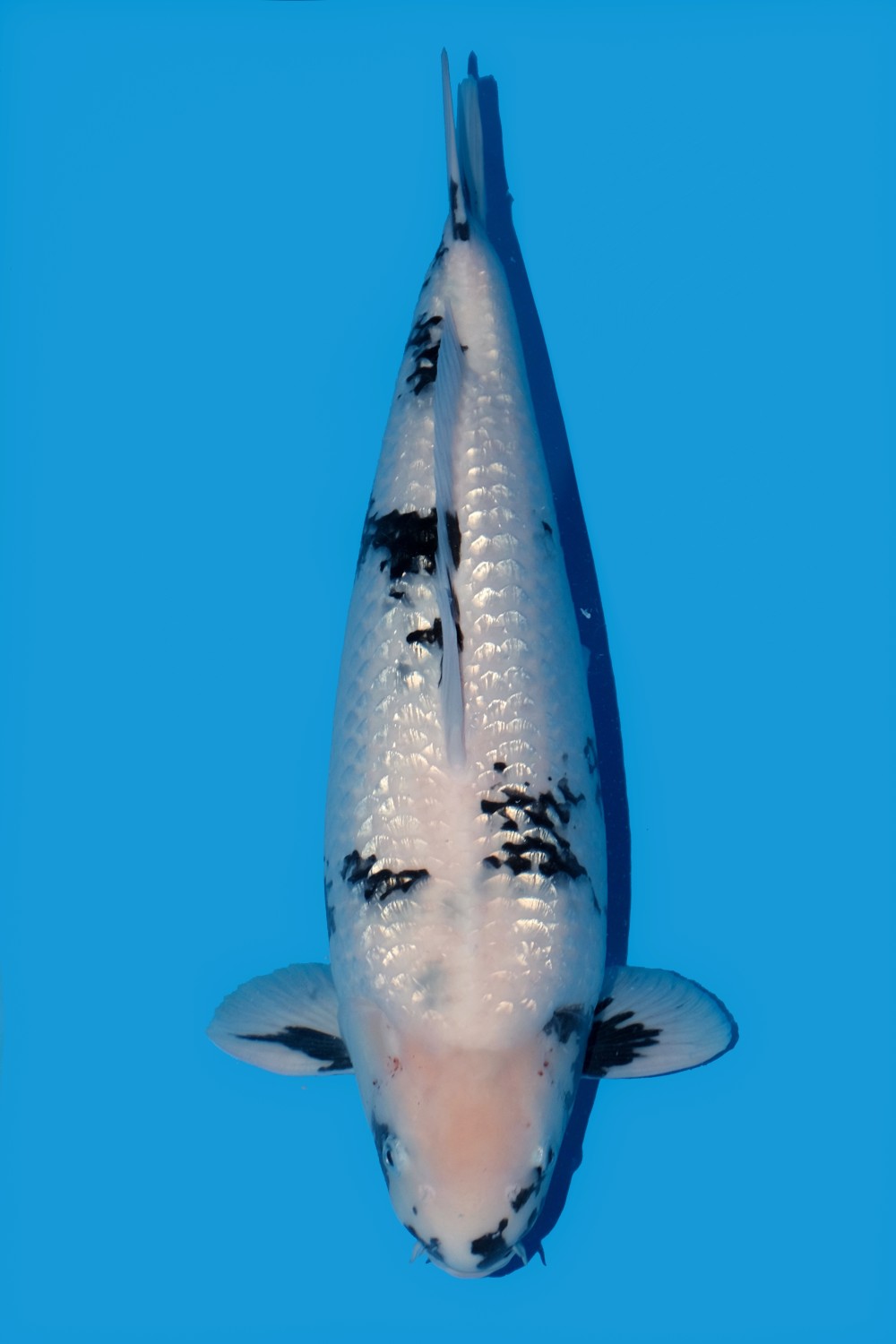 Best In Size F 51 - 55 cm