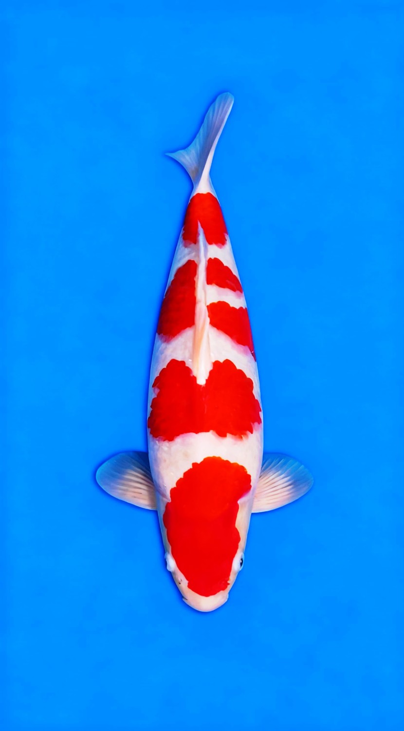 Juara 2