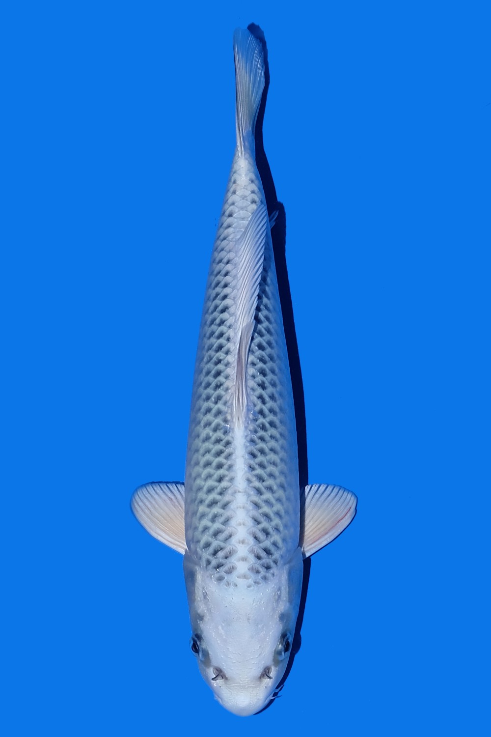 Juara 2