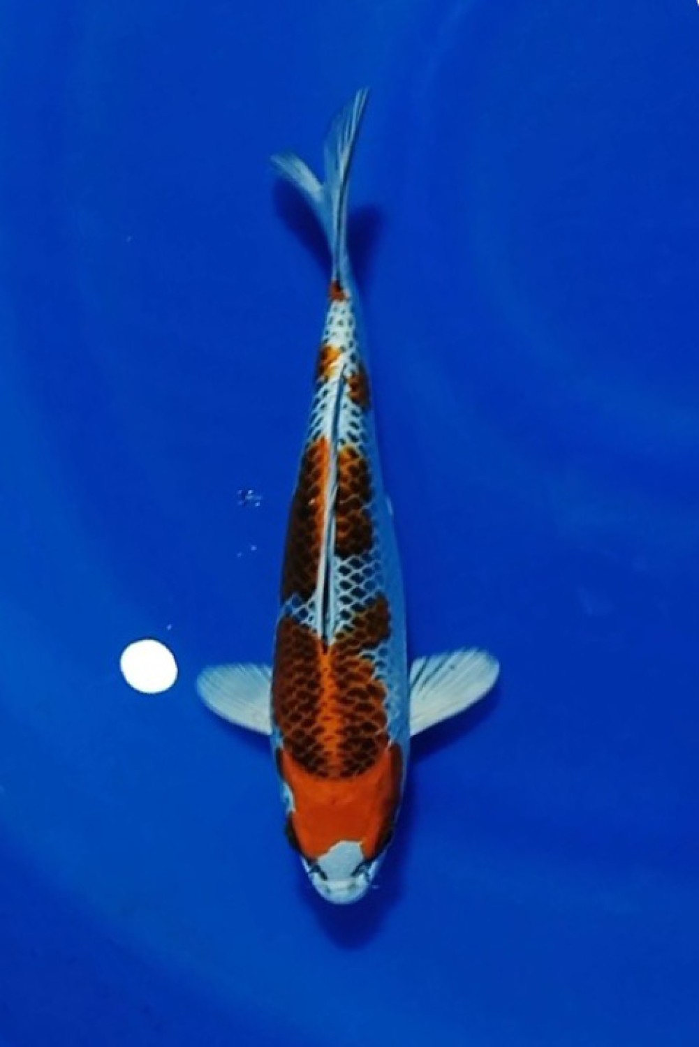 Juara 1