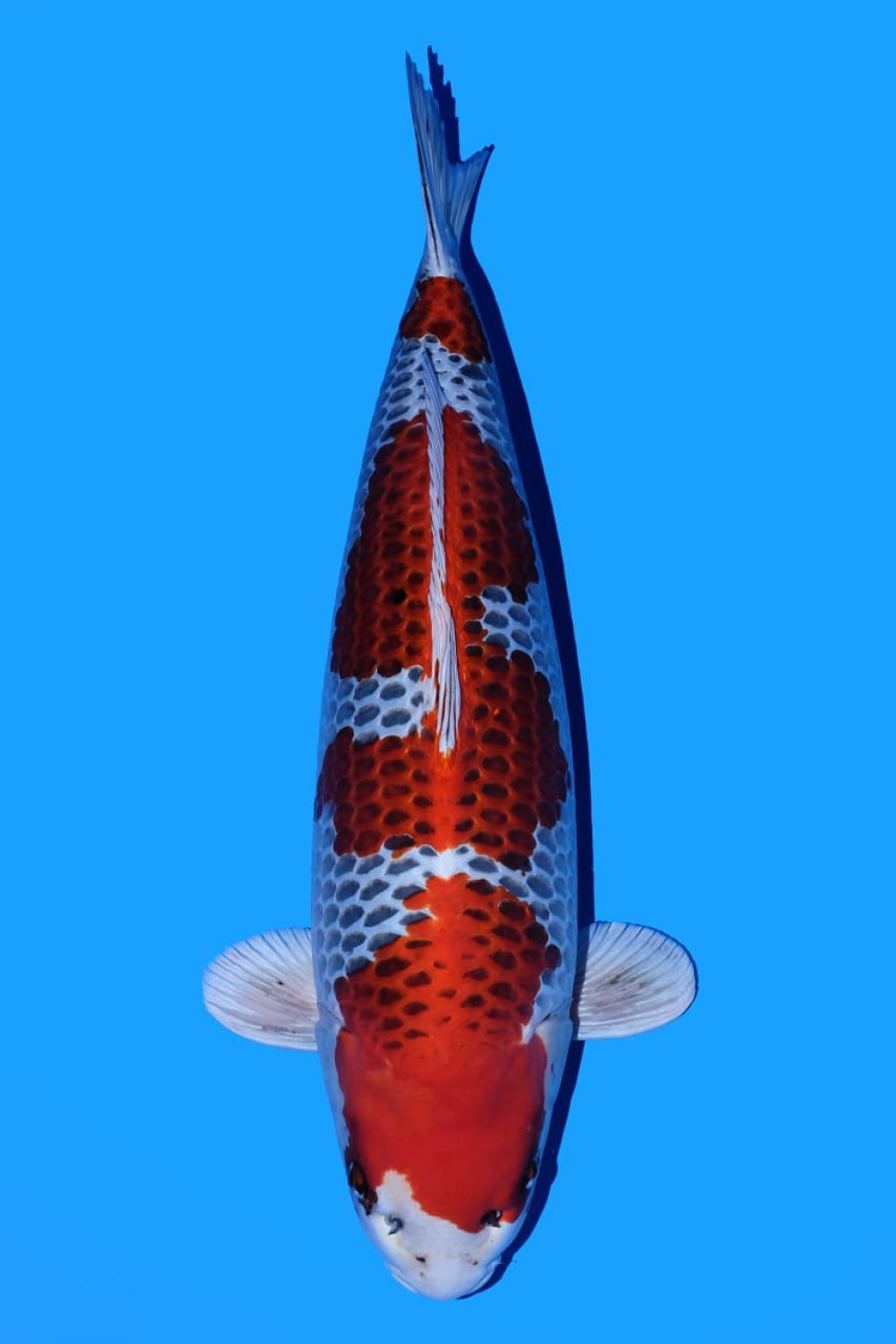 Juara 1