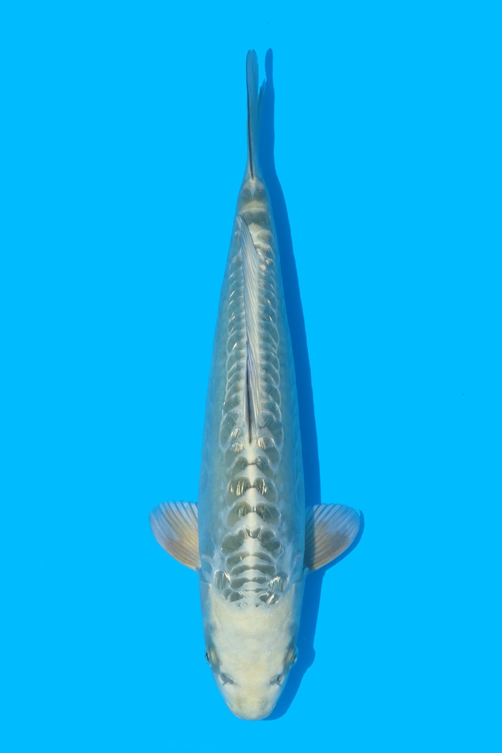 Juara 1