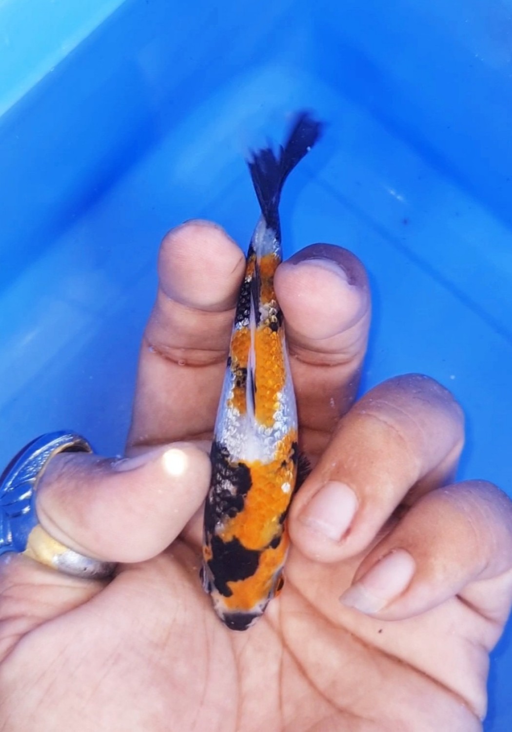 Juara 5