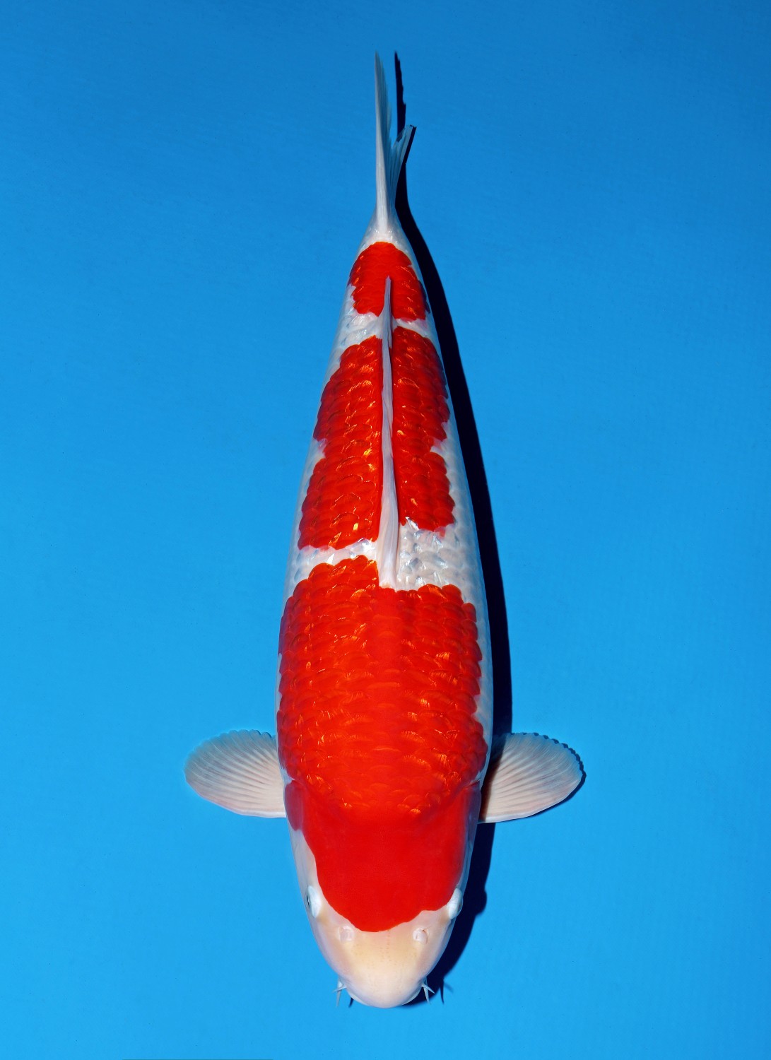 Best In Size B 66 - 70 cm