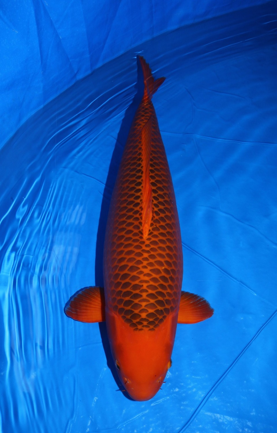 Juara 1