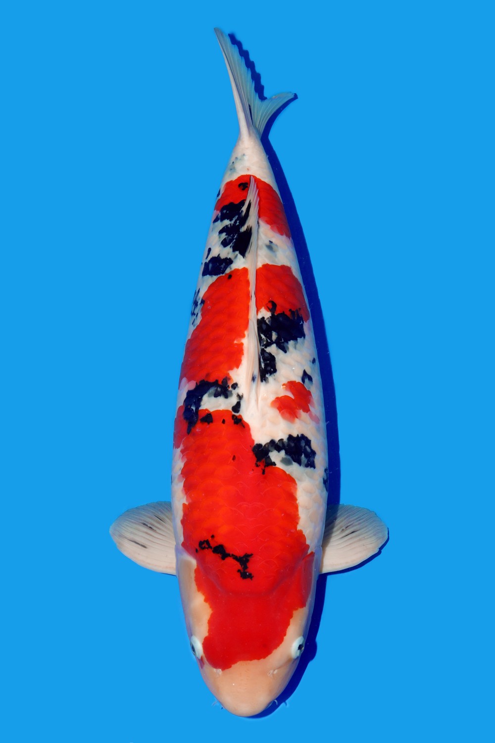 Juara 1