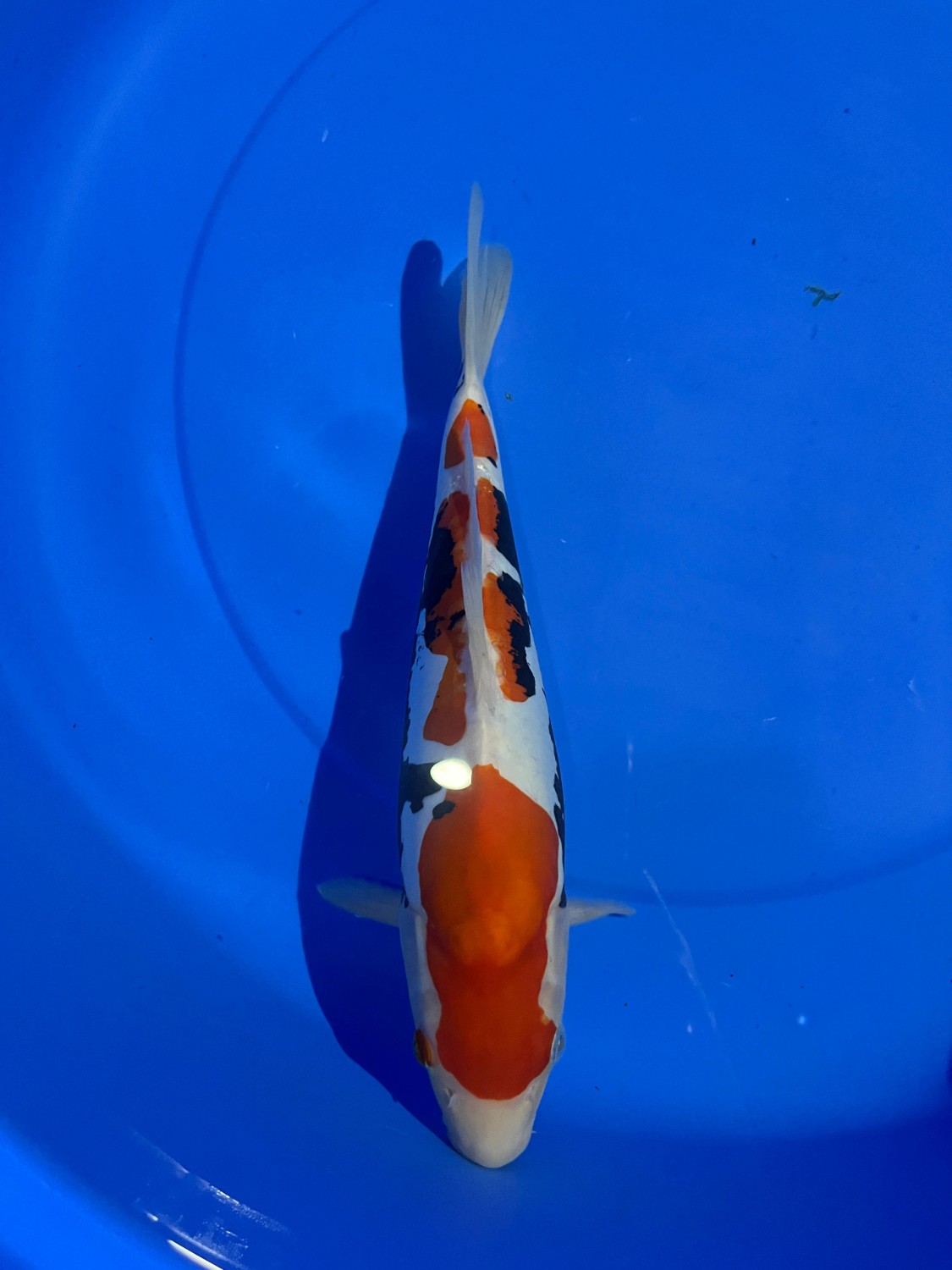 Juara 5