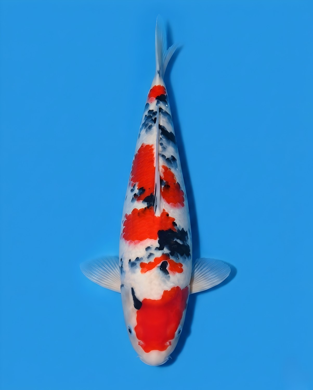 Juara 2