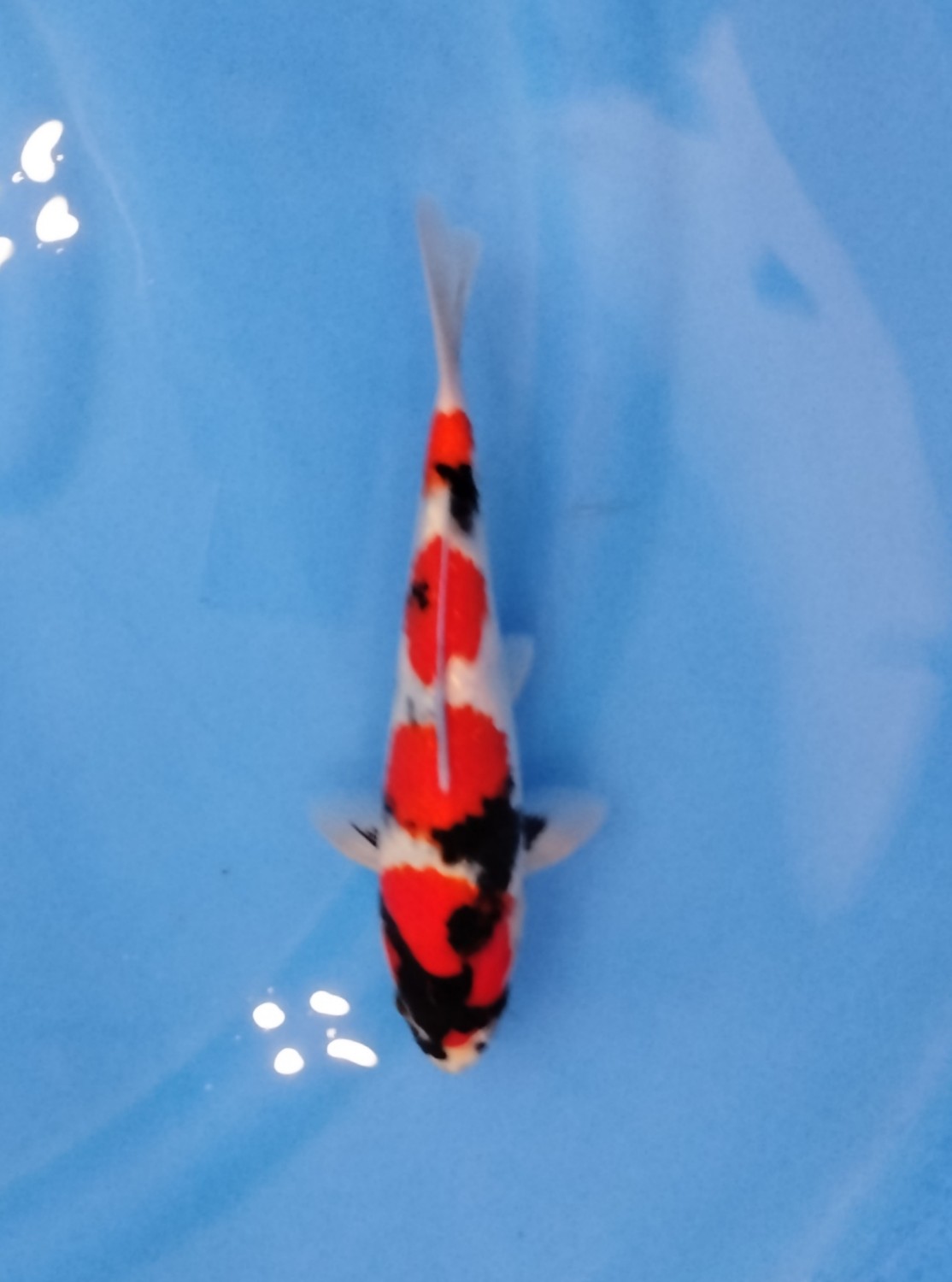 Juara 2