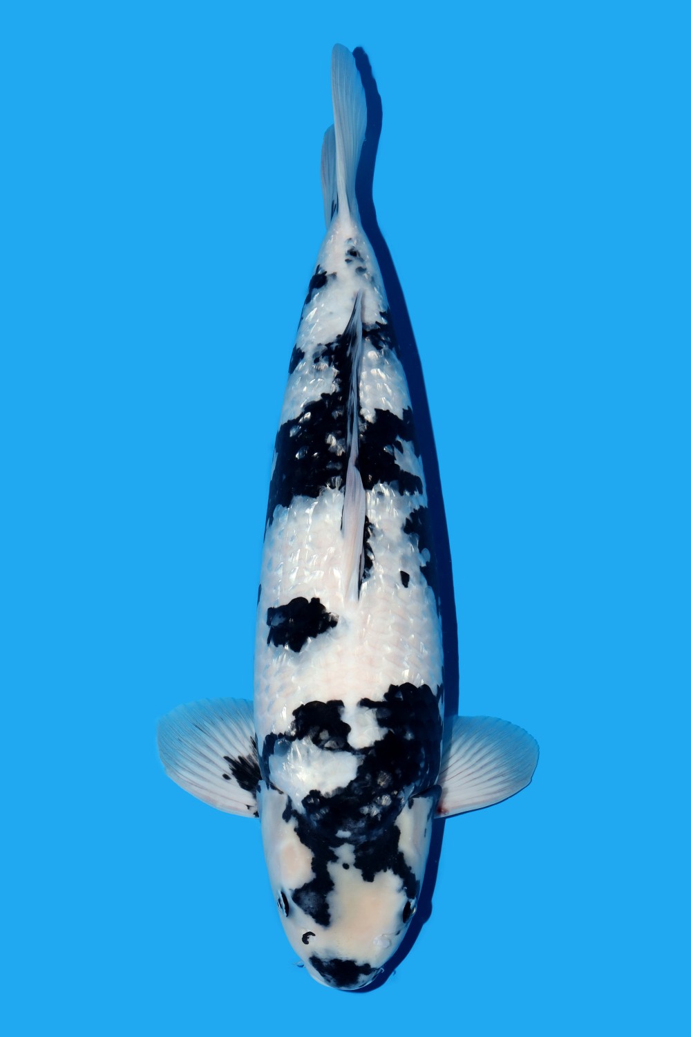 Juara 4