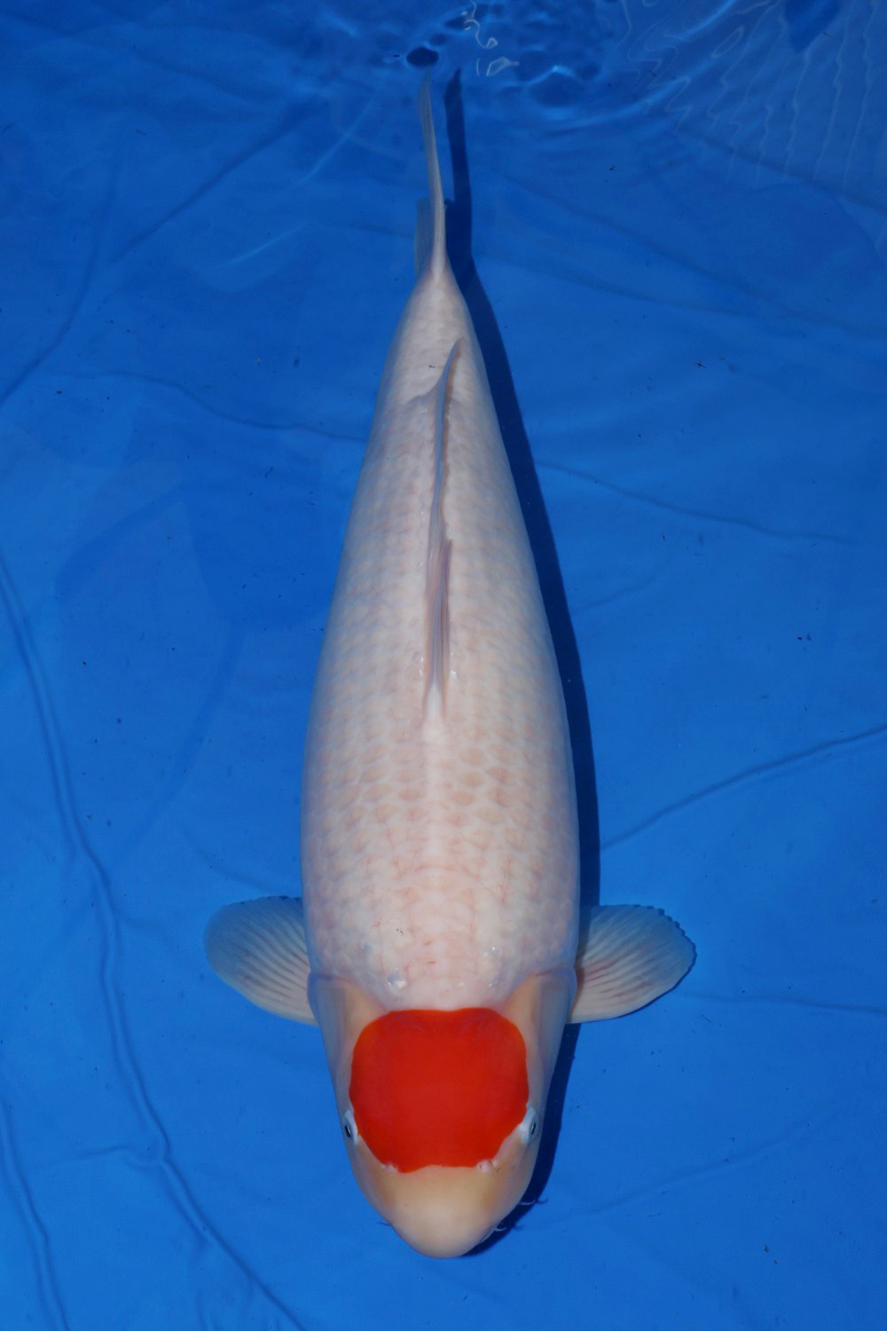 Best In Size C 71 - 75 cm