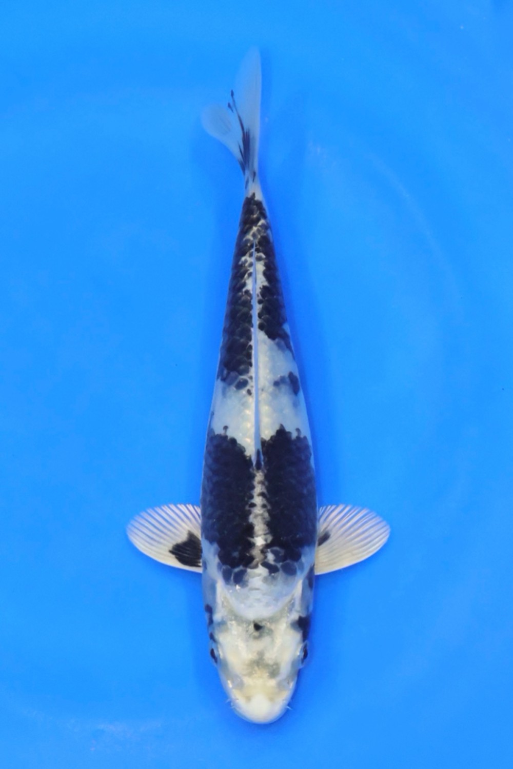 Juara 1