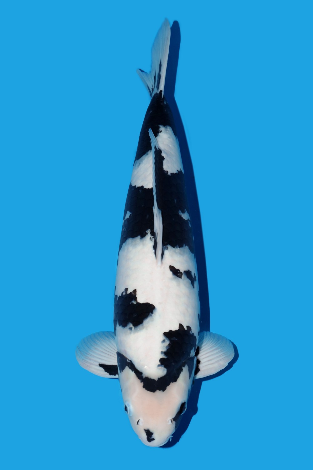 Juara 3