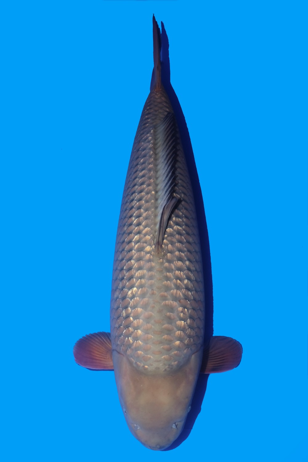 Juara 1
