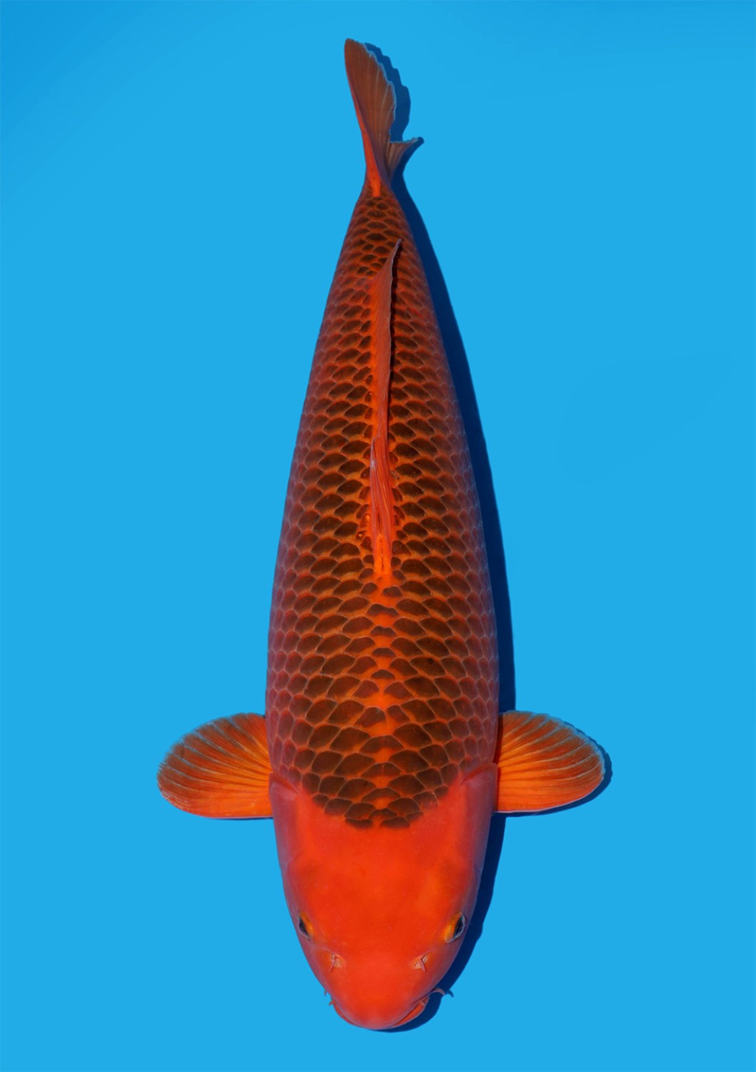 Juara 2