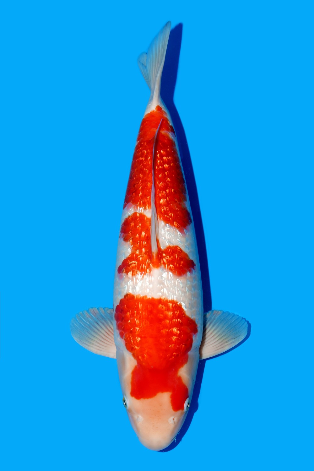 Juara 1