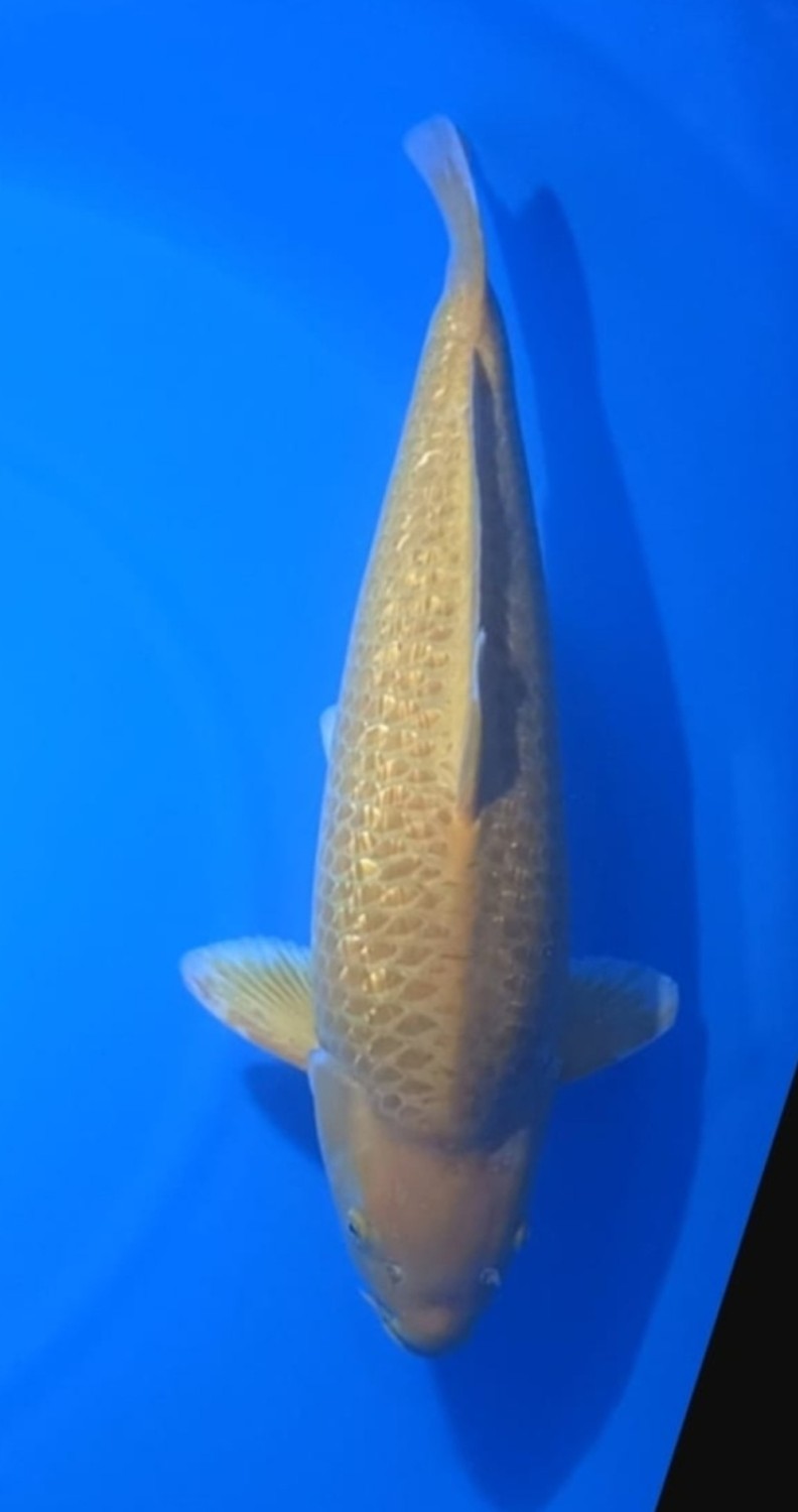 Juara 2