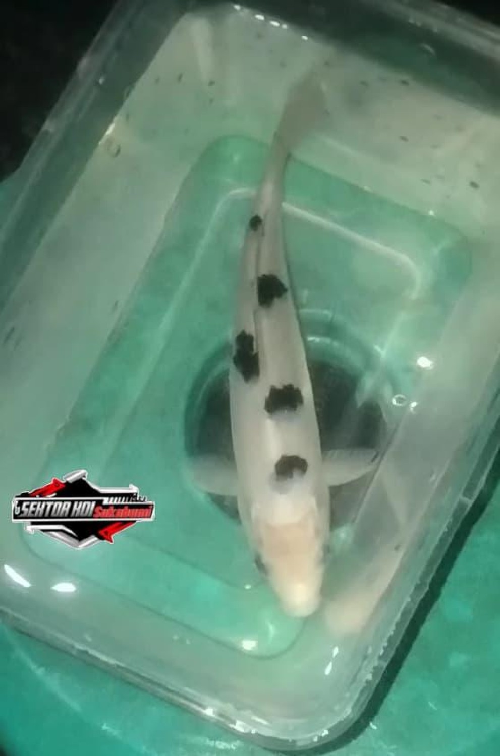 Juara 4