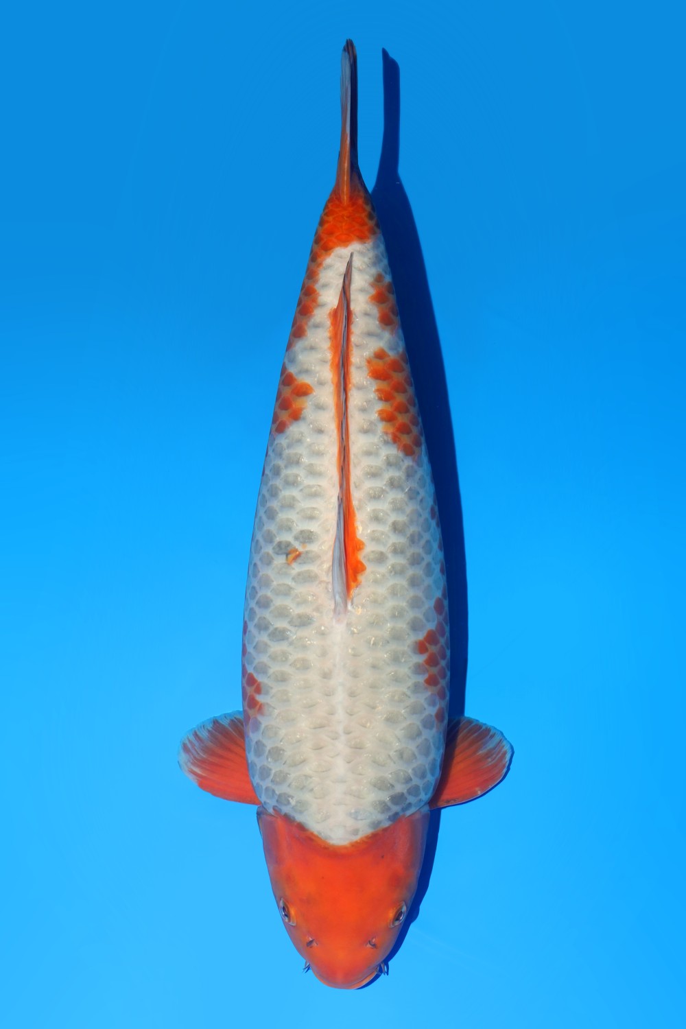 Juara 2