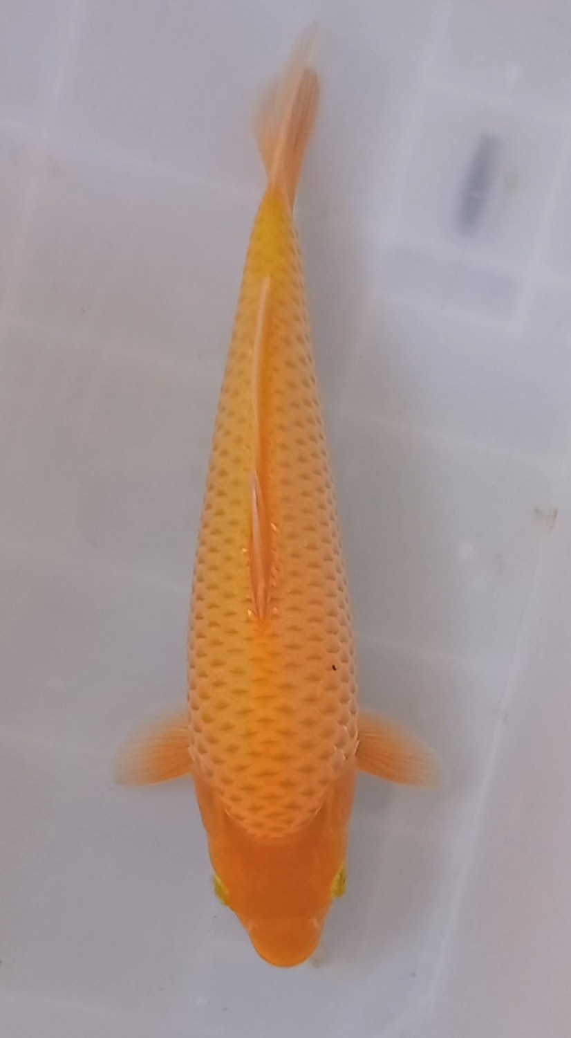 Best In Size E 26 - 30 cm