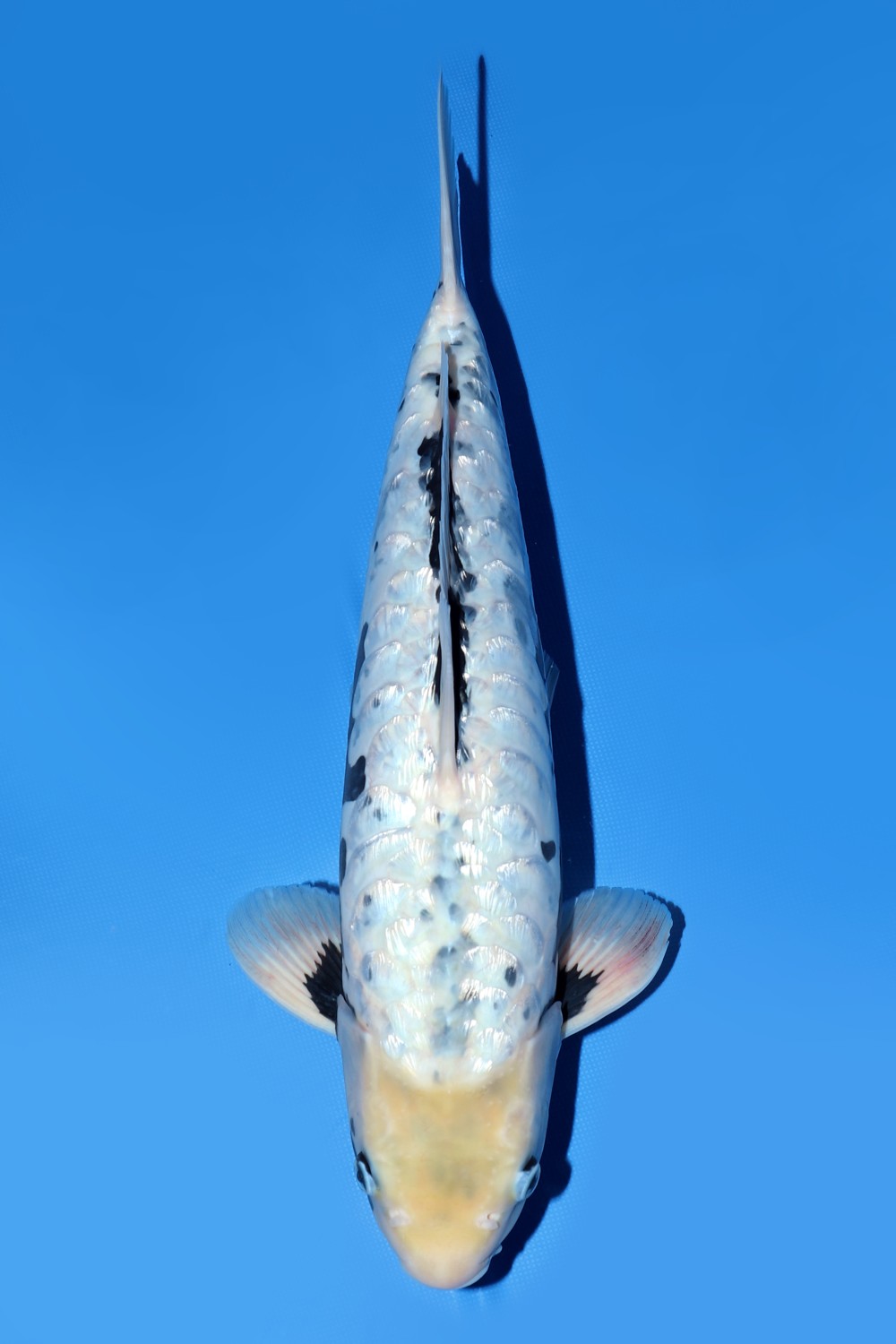 Juara 5
