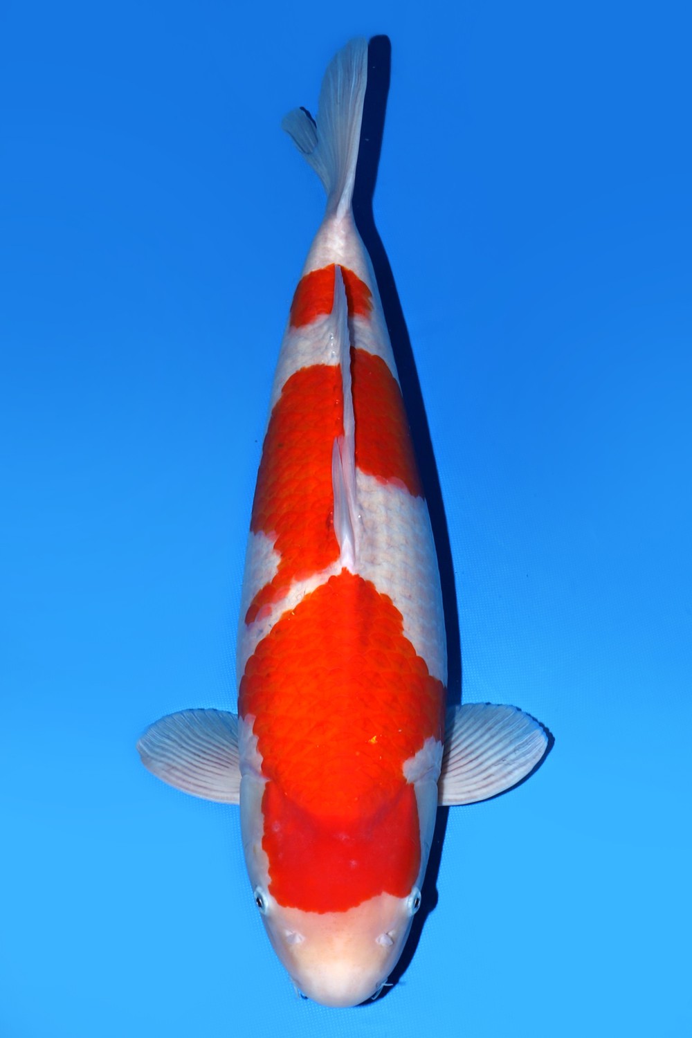 Juara 4