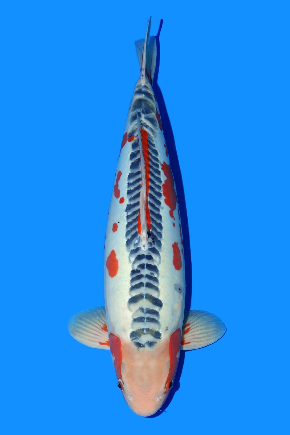 Juara 1