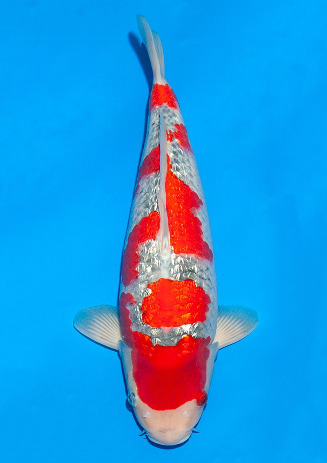 Juara 2