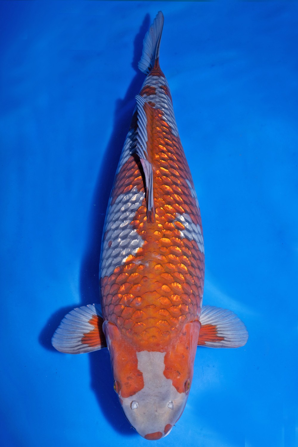 Juara 1