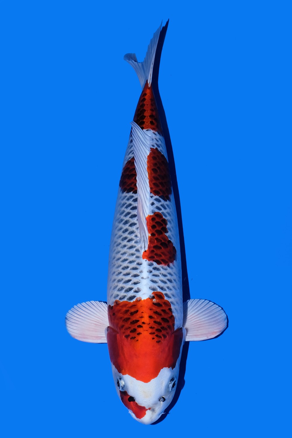 Juara 1