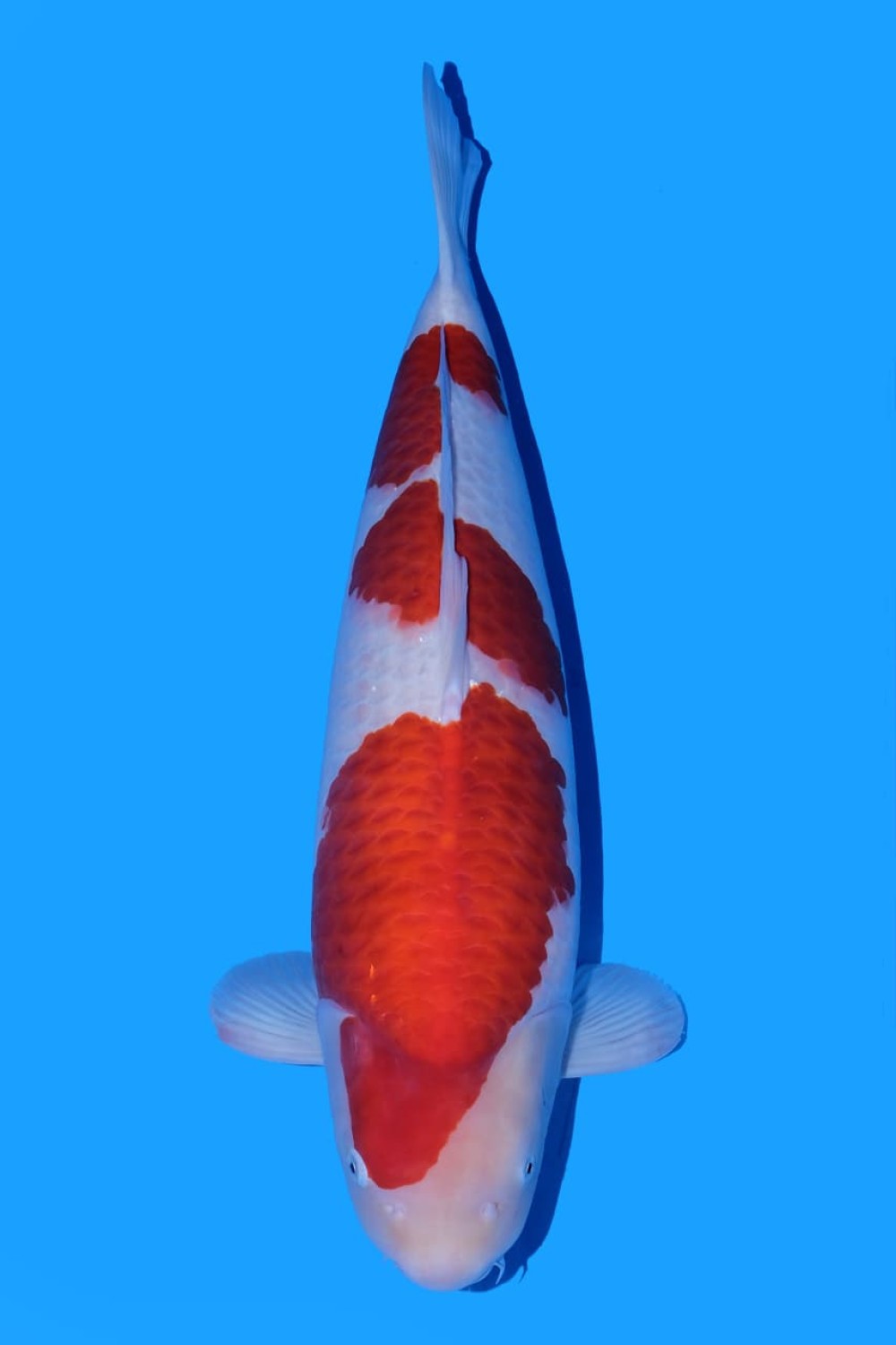 Juara 1